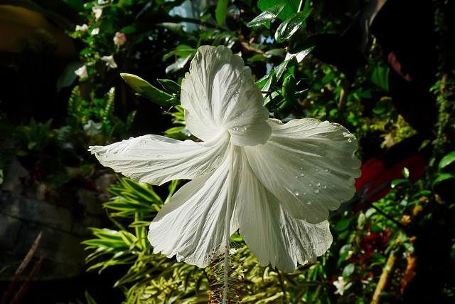 NICE Parc Phoenix: Une fleur d' hibiscus.