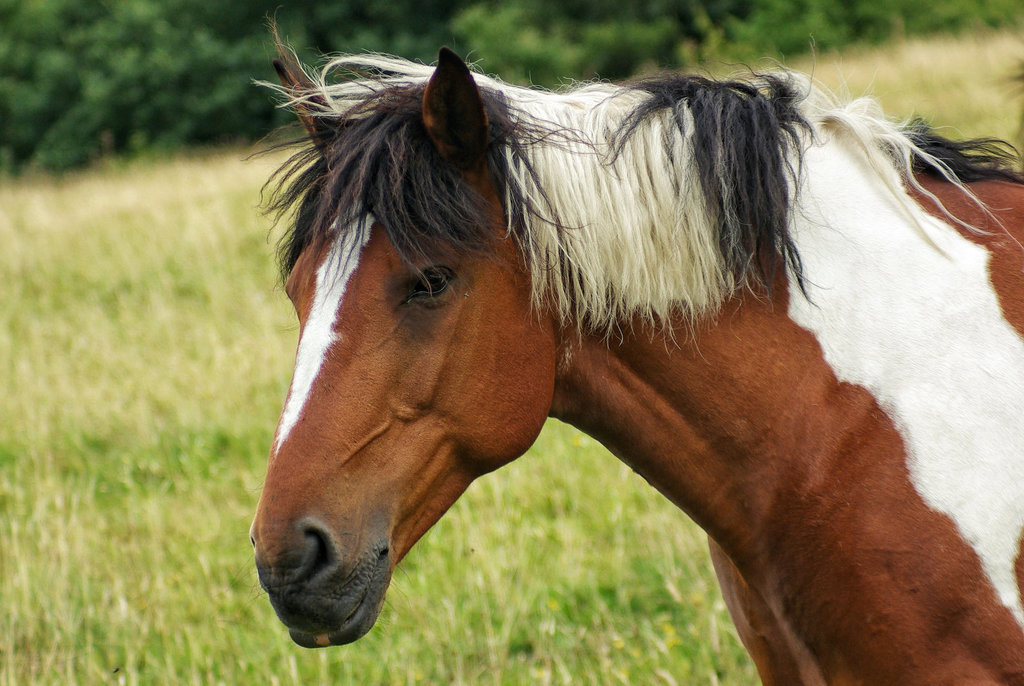 Tonto's horse