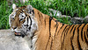 BESANCON: La Citadelle: Un tigre de Sybérie.