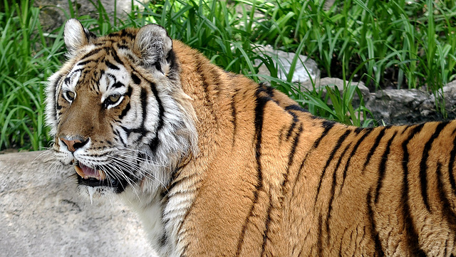 BESANCON: La Citadelle: Un tigre de Sybérie.