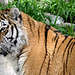 BESANCON: La Citadelle: Un tigre de Sybérie.