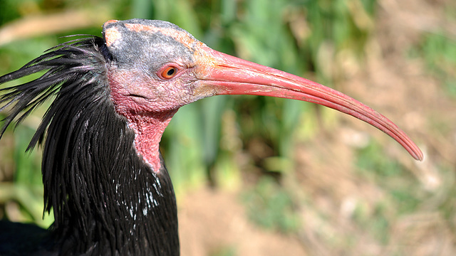 BESANCON: La Citadelle: Un Ibis