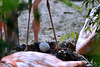 BESANCON: La Citadelle: Un flamant rose.