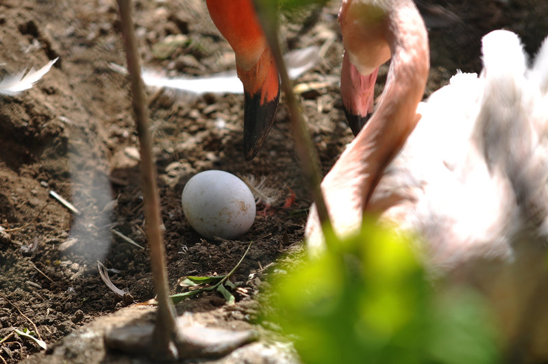 BESANCON: La Citadelle: Des flamants rose.