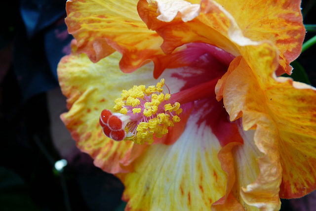 NICE Parc Phoenix: Une fleur d' hibiscus.