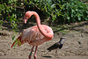 BESANCON: La Citadelle: Un flamant rose.