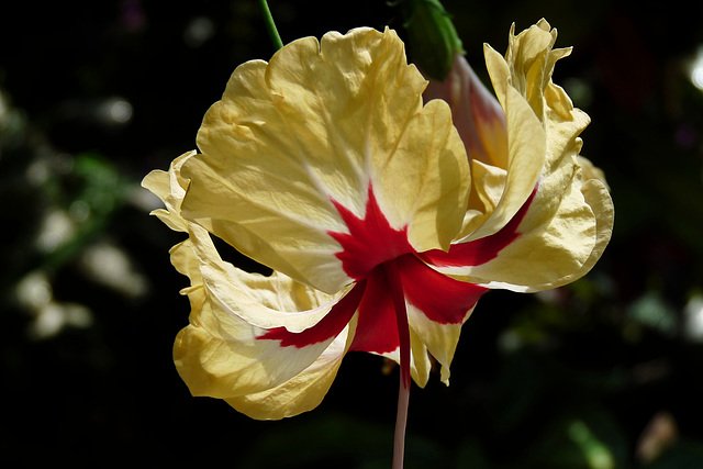 NICE Parc Phoenix: Une fleur d' hibiscus.