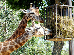 Giraffen (Giraffa camelopar) ©UdoSm