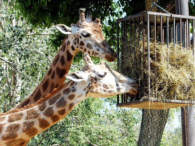 Giraffen (Giraffa camelopar) ©UdoSm