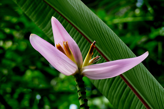 NICE Parc Phoenix: Une fleur de bananier.