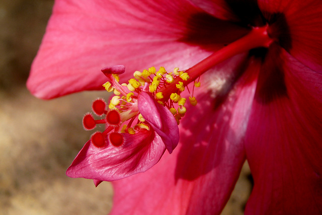 NICE Parc Phoenix: Une fleur d' hibiscus.