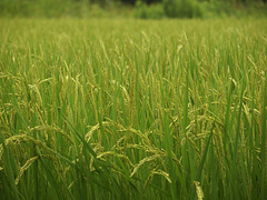 Rice grows healthy