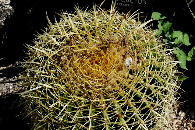 NICE Parc Phoenix: Un cactus.