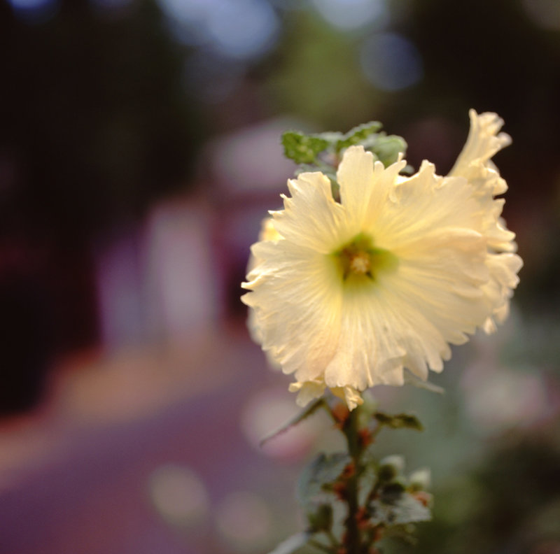 Hollyhocks in my alleyway