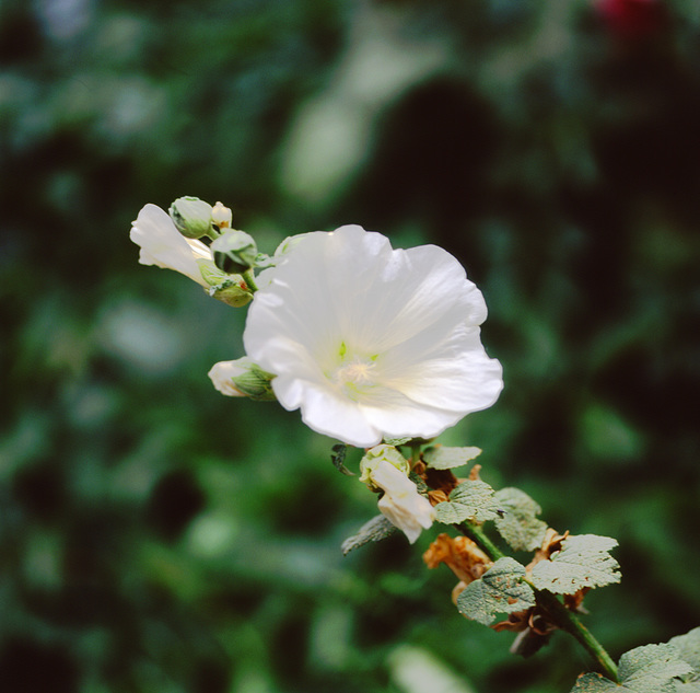 Hollyhocks in my alleyway