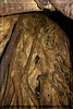 Predator - Inside The Host Tree Of A Strangler Fig