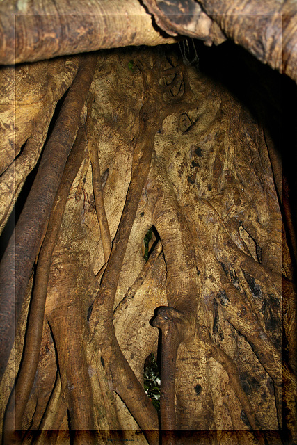 Predator - Inside The Host Tree Of A Strangler Fig