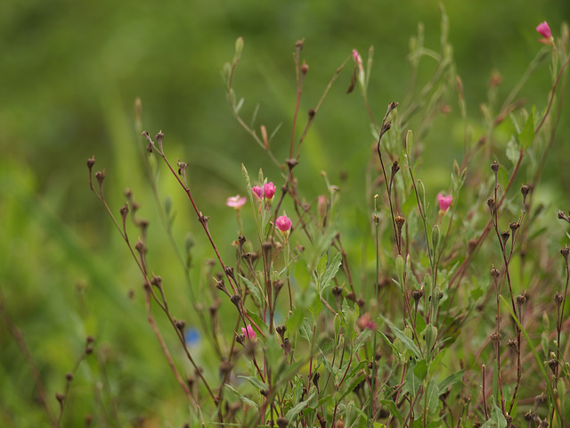 Epilobium