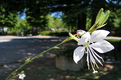 Fleur blanche