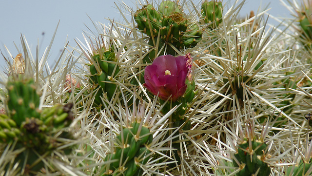 EZE VILLAGE: Fleur de cactus au jardin exotique.