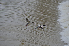 BESANCON: Un couple de canard  harle bièvre (Mergus merganser). 09.