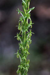 Long-spurred Piperia