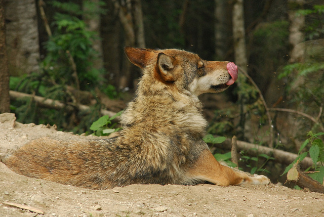 BOREON: Un Loup.