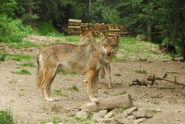 BOREON: Un Loup.