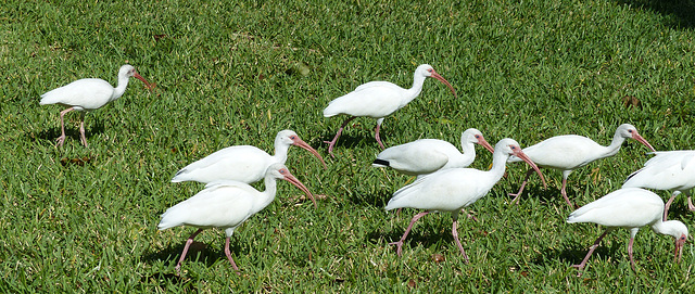 American White Ibis (1) - 24 January 2014