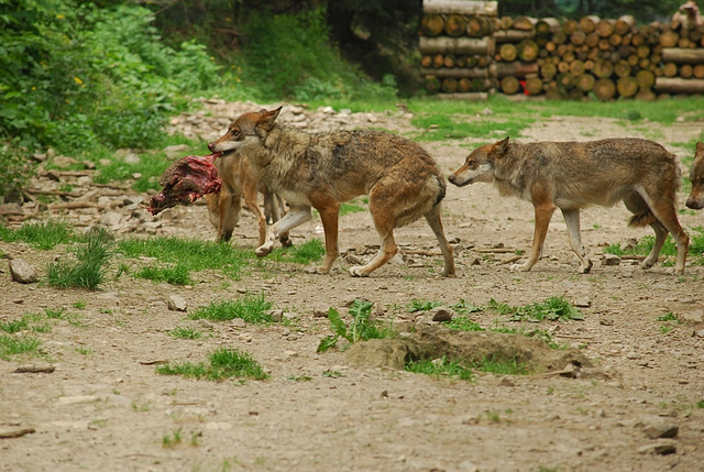 BOREON: Un loup.