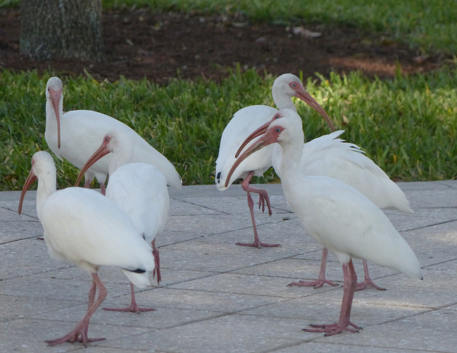 American White Ibis (2) - 24 January 2014