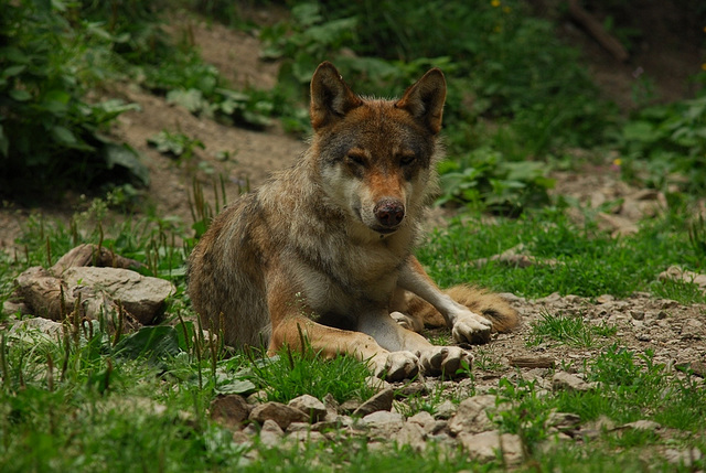 BOREON: Un loup.