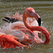 BESANCON: Citadelle: Un flamant rose (Phoenicopterus roseus).