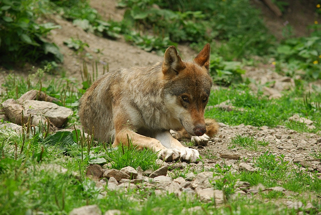 BOREON: Un loup.