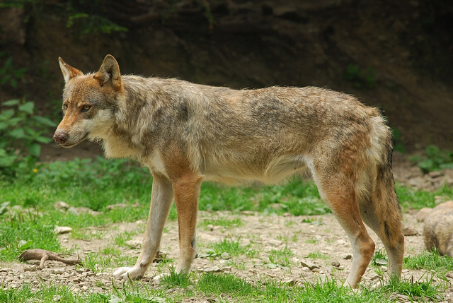 BOREON: Un loup.