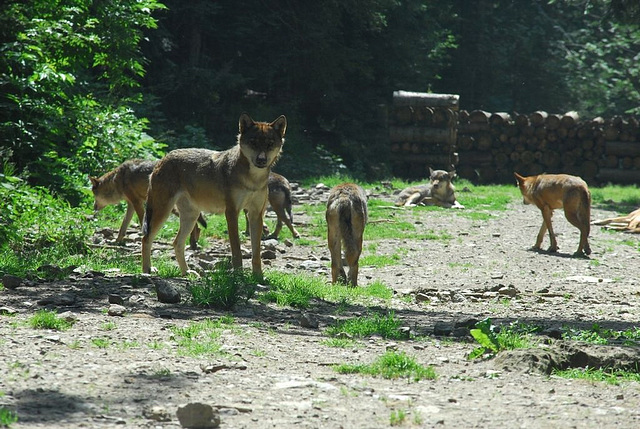 BOREON: Un loup.