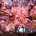 BESANCON: Fleurs de Prunus.
