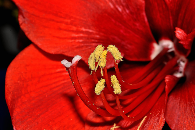 Etamines d'une fleur d'amarillys.