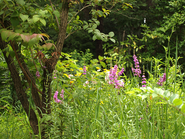 Lythrum anceps