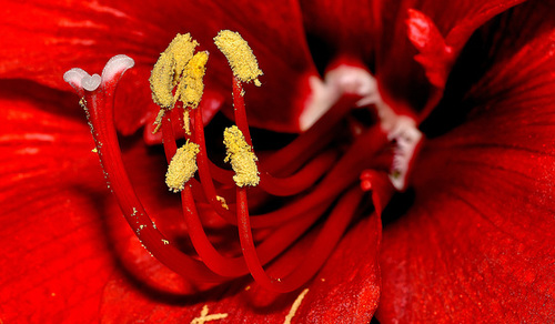 Etamines d'une fleur d'amarillys.