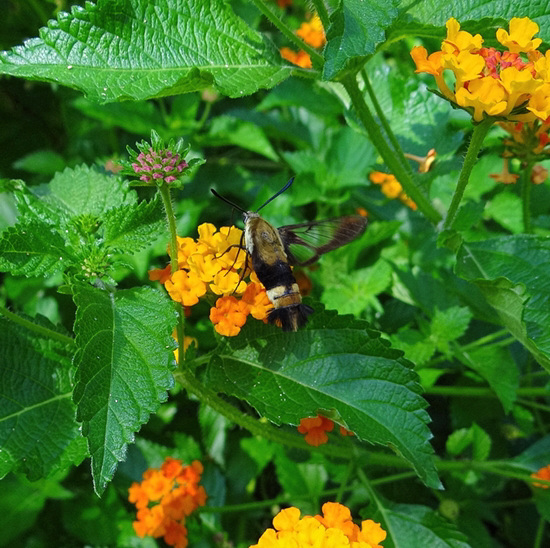 Hemaris diffinis - Snowberry Clearwing Moth Some 'fake' being Bumble Bees