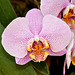 NICE: Parc Phoenix: Une orchidée.