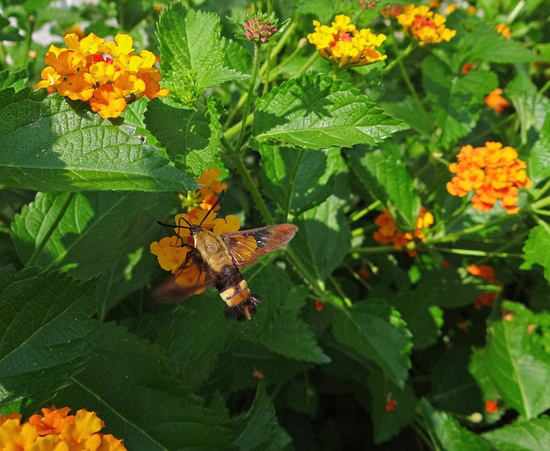 Hemaris diffinis - Snowberry Clearwing Moth Some 'fake' being Bumble Bees Hemaris diffinis - Snowberry Clearwing Moth Some 'fake' being Bumble Bees