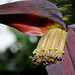 NICE: Parc Phoenix: Une fleur de bananier.