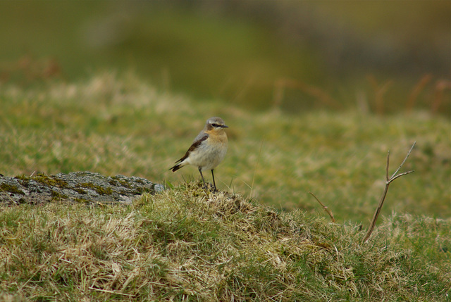 Wheatear