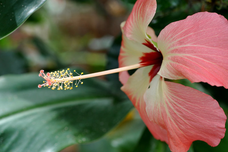 NICE: Parc Phoenix: Un hibiscus.