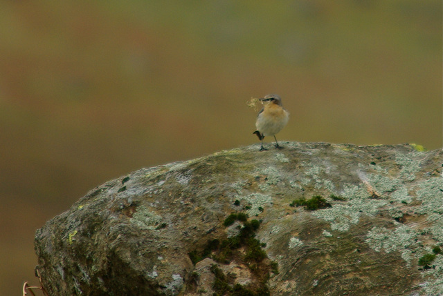 Wheatear