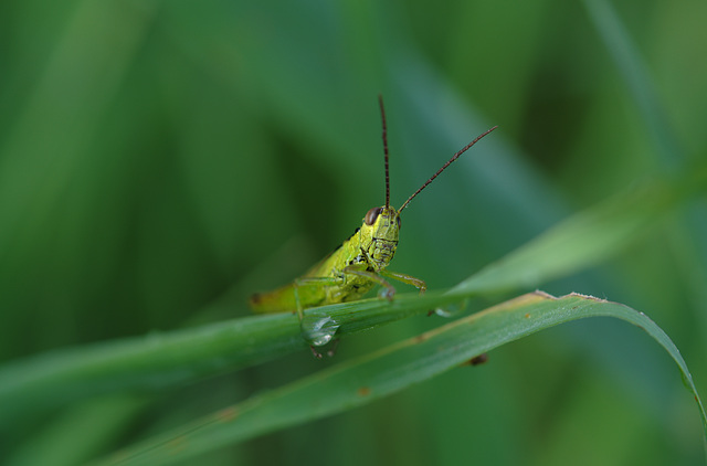 AUXONS-Dessus: Une sauterelle ( Orthoptera ). 01