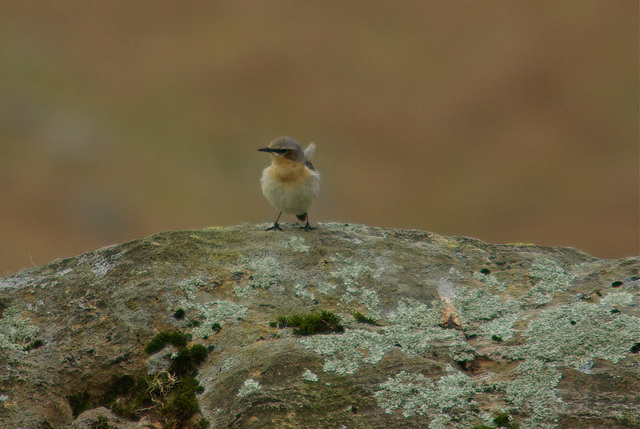 Wheatear