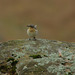 Wheatear